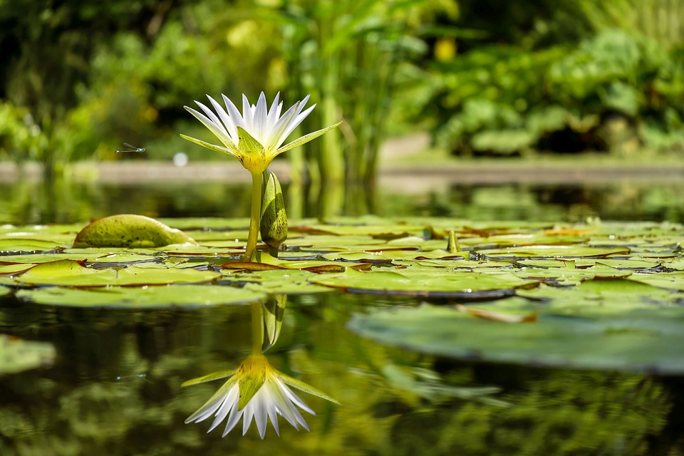 vijver in de tuin