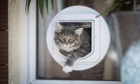 kattenluik