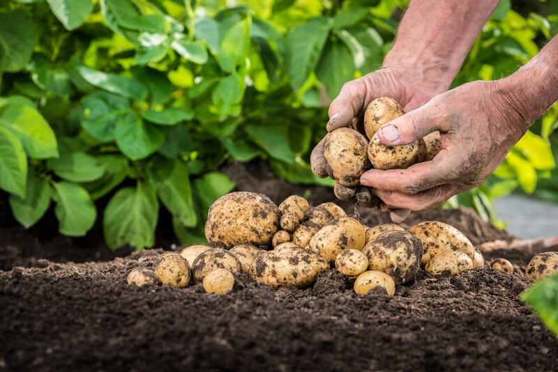 Aardappelen telen in je tuin
