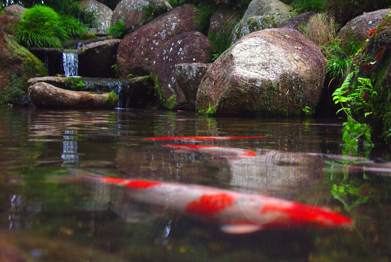 japanese garden